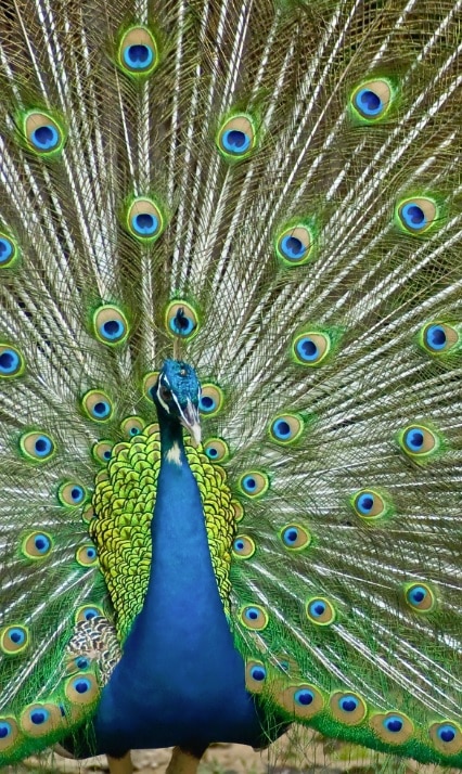 A peacock displays the full color of his feathers.