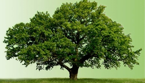 A large beautiful tree on a light green background.