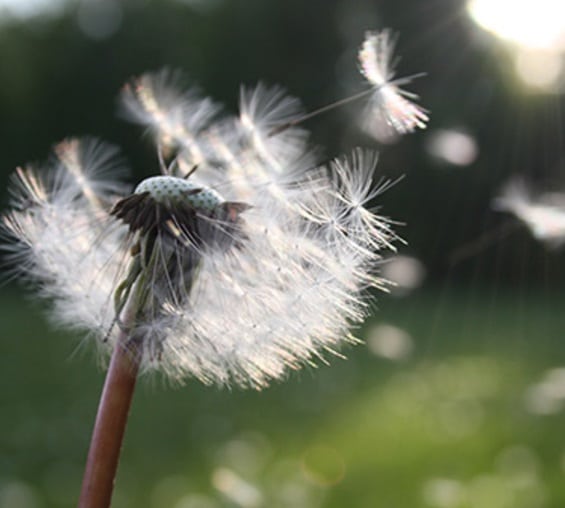 An image of a dandelion being blown in the wind