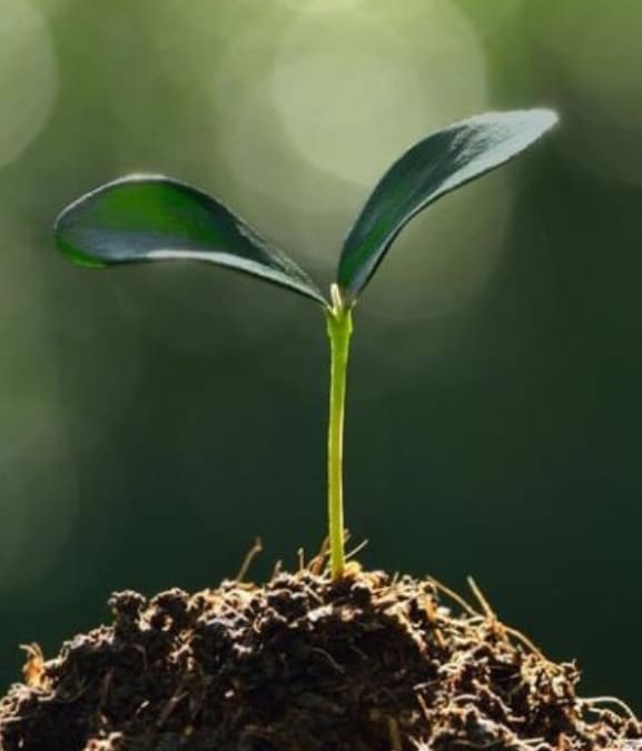 A small seedling has sprouted just an inch above the surface of a mound of dirt.